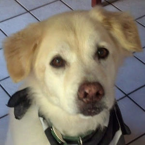 Meet your Posher, Paula